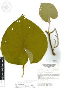 Lepianthes peltata image