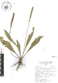 Plantago australis image