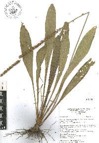 Plantago australis image