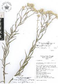 Image of Pseudognaphalium inornatum