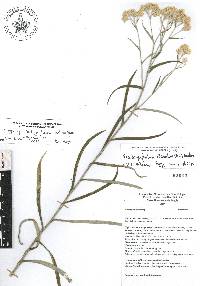 Pseudognaphalium attenuatum image