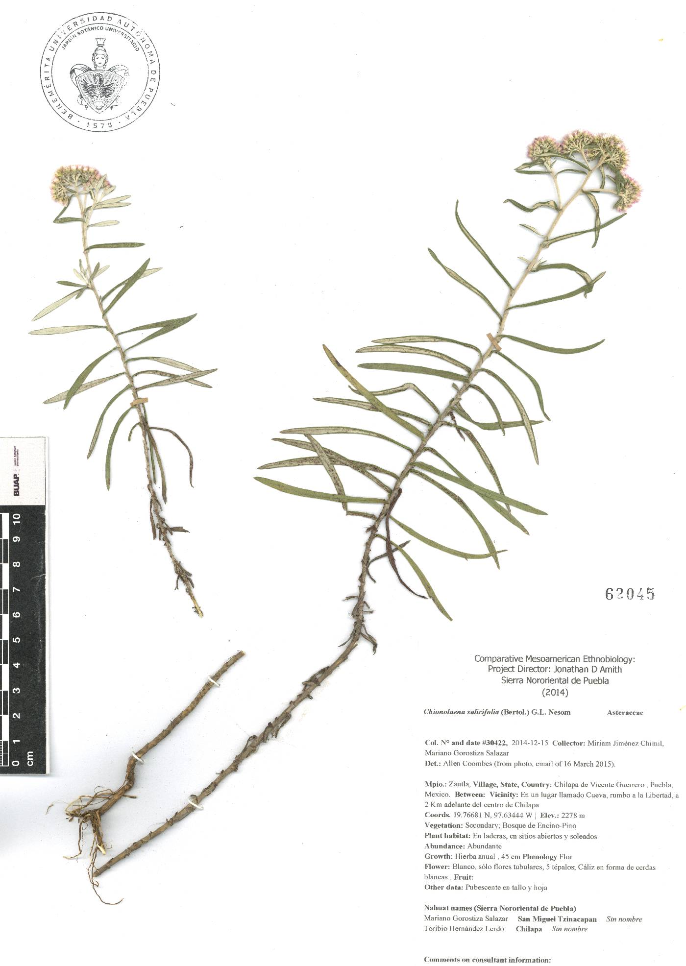 Gnaphaliothamnus salicifolius image