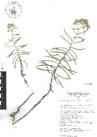 Gnaphaliothamnus salicifolius image