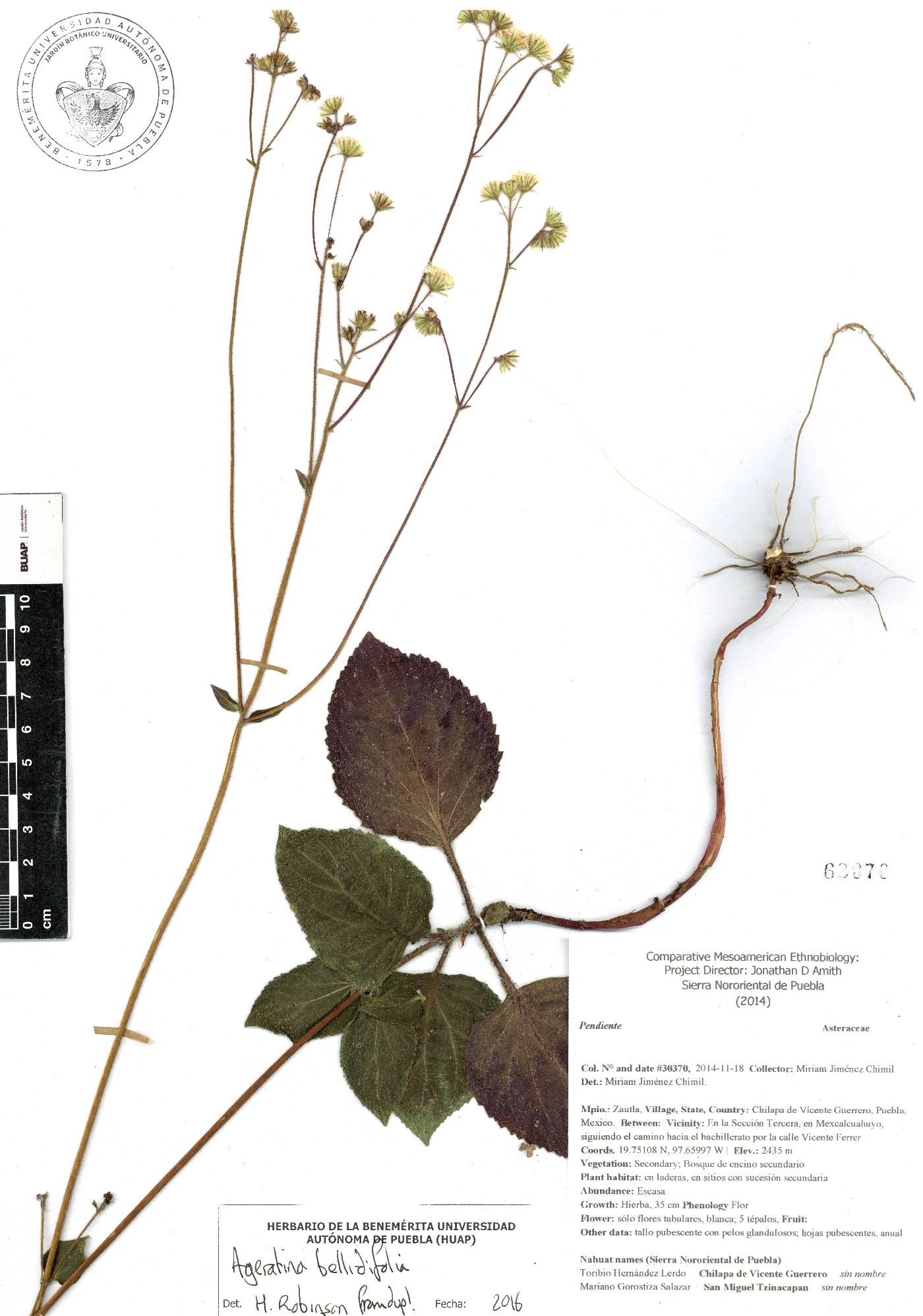 Ageratina bellidifolia image