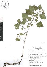 Urtica chamaedryoides image