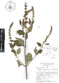 Salvia longispicata image