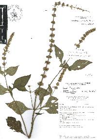 Salvia longispicata image