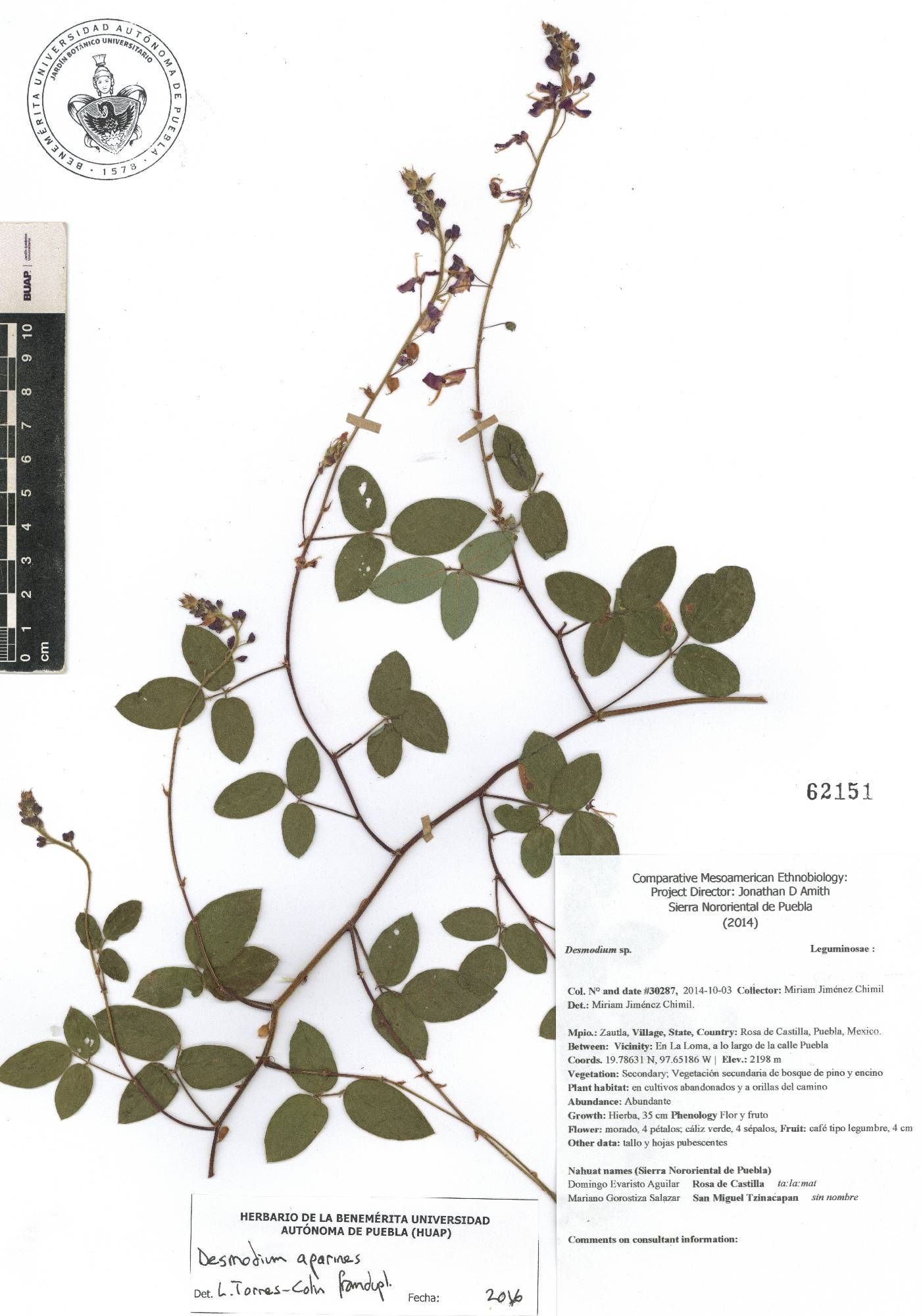 Desmodium aparines image