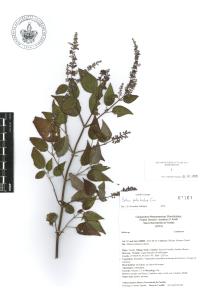 Salvia polystachia image