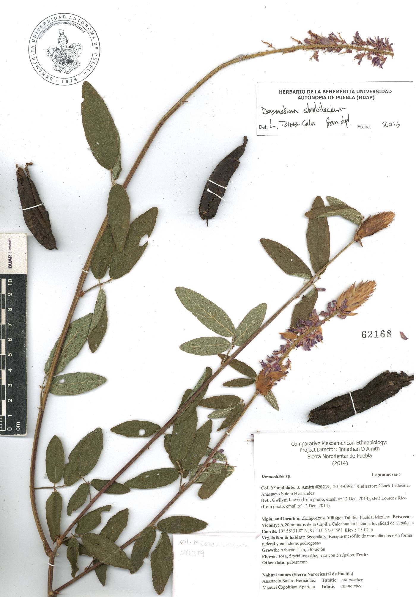 Desmodium strobilaceum image