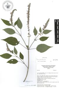 Salvia polystachia image
