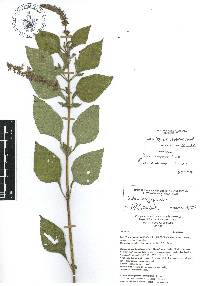 Salvia longispicata image