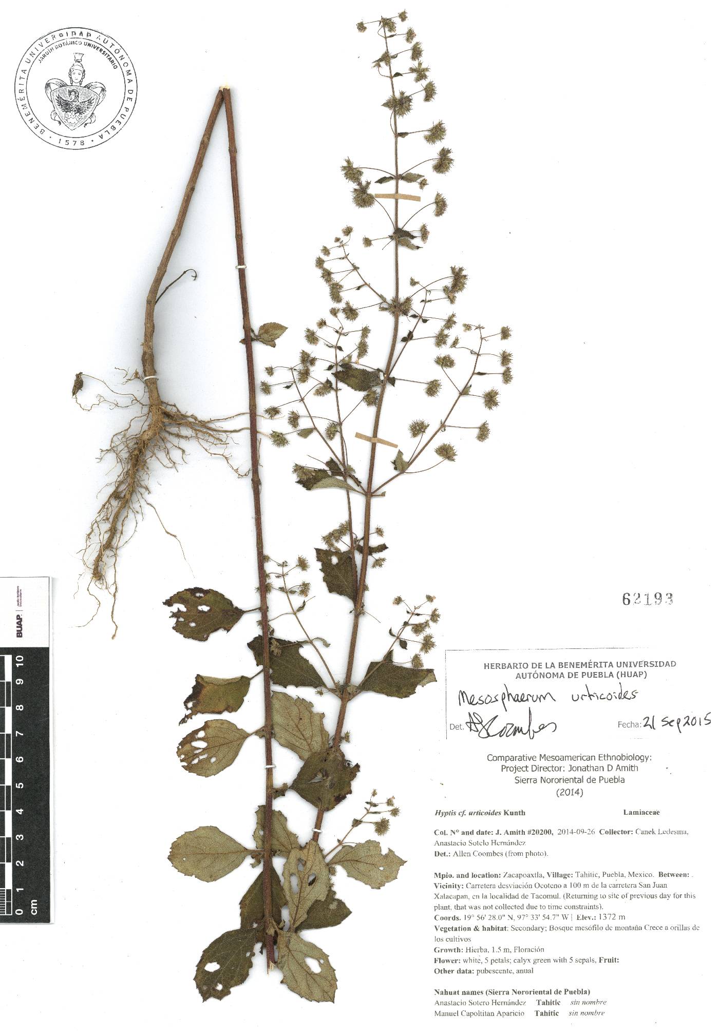 Mesosphaerum urticoides image