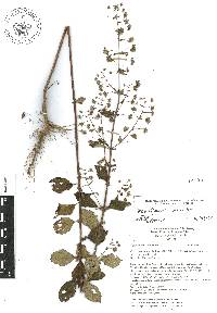 Mesosphaerum urticoides image