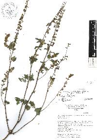 Salvia albiflora image