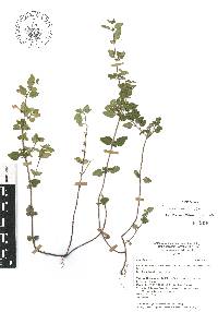 Scutellaria macra image