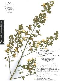 Genista monspessulana image