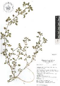 Medicago polymorpha image