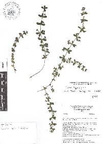 Galium hypocarpium image