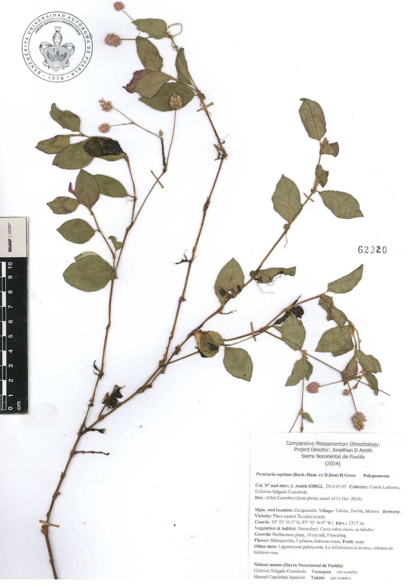 Persicaria capitata image