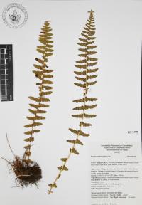 Woodsia mollis image