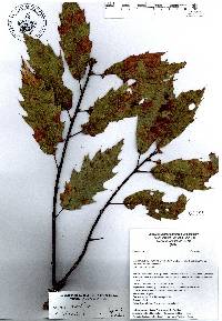 Quercus acutifolia image