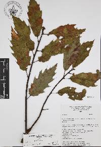 Quercus acutifolia image