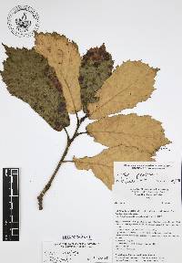 Quercus candicans image