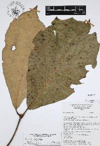 Quercus candicans image