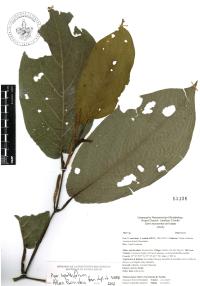 Piper lapathifolium image