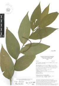 Piper aduncum image