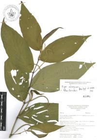 Piper aduncum image