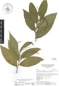 Piper aduncum image