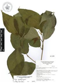 Piper pseudofuligineum image