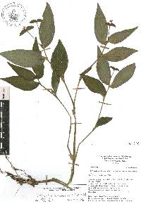 Tradescantia commelinoides image