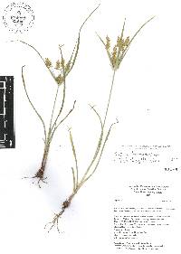 Cyperus hermaphroditus image