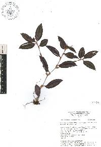 Tradescantia zebrina image