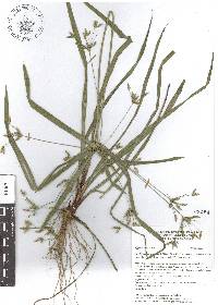 Cyperus laxus image