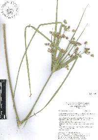 Cyperus entrerianus image