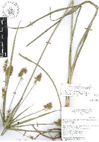 Cyperus hermaphroditus image