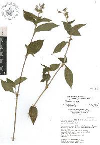 Tinantia erecta image