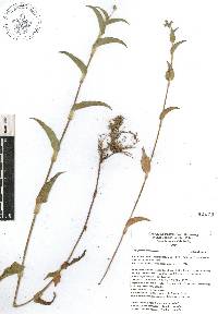 Tripogandra purpurascens image