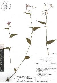 Tradescantia commelinoides image