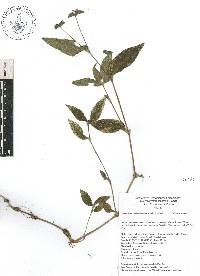 Tradescantia commelinoides image