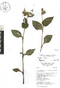 Tinantia erecta image