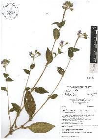 Tinantia erecta image