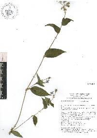 Tinantia erecta image