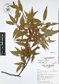 Quercus affinis image