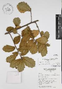 Quercus ariifolia image