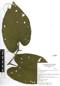 Piper auritum image